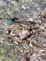 IMG_0534.jpeg