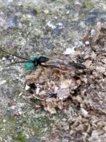 IMG_0537.jpeg