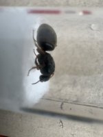 IMG_0229.jpeg