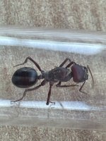 IMG_1555.jpeg