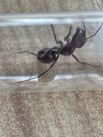 IMG_1552.jpeg