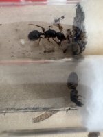 IMG_0231.jpeg