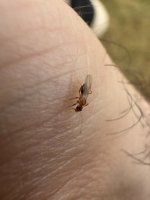 IMG_0234.jpeg