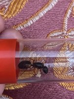 IMG_0377.jpeg