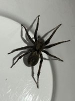 IMG_1126.jpeg