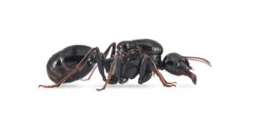 queen-of-messor-capitatus-free-ants-anthouse (1).jpg