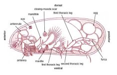 Fresh_water_ostracod_Darwinula.jpg