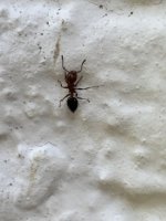 IMG_1191.jpeg