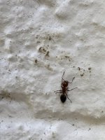 IMG_1192.jpeg