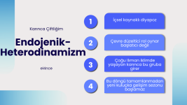 Heterodinamizm (18).png