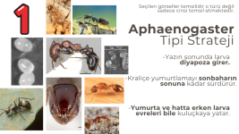 Heterodinamizm (4).png