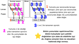 Heterodinamizm (8).png