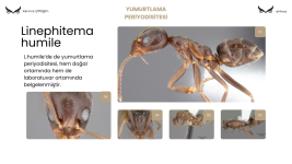 Alate Yetiştirme Adaptasyonu (8).png