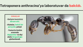 Alate Yetiştirme Adaptasyonu (10).png
