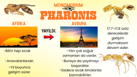 Alate Yetiştirme Adaptasyonu (11).png