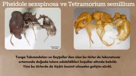 Alate Yetiştirme Adaptasyonu (12).png