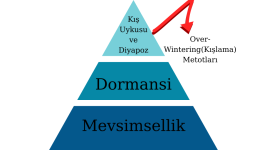 Mevsimsellik (2).png