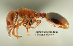 formicoxenus_nitidulus_txwe.jpg