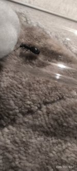 IMG_20260531_165735.jpg