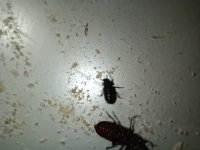 IMG_20260603_181602.jpg