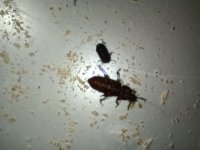 IMG_20260603_181600.jpg