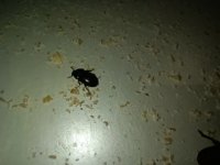 IMG_20260603_181534.jpg
