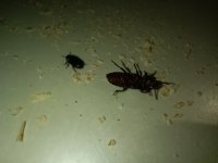 IMG_20260603_181532.jpg