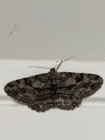 IMG_0568.jpeg