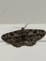 IMG_0565.jpeg