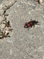 IMG_0539.jpeg