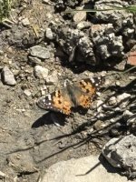 IMG_0508.jpeg
