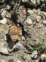 IMG_0500.jpeg