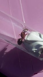 VideoCapture_20260606-172044.jpg