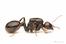 Messor_sp._queen._Michal_Kukla-1-scaled (1).jpg
