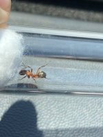 IMG_4357.jpeg