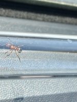 IMG_4356.jpeg