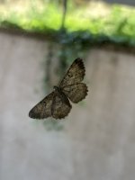 IMG_0590.jpeg
