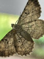 IMG_0600.jpeg