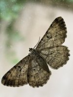 IMG_0594.jpeg