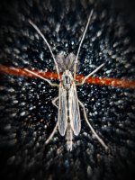 IMG_20260610_030839.png