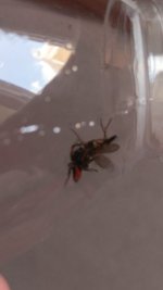 Philaeus chrysops (1).jpeg Philaeus chrysops (1).jpeg