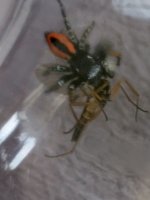 Philaeus chrysops (2).jpeg Philaeus chrysops (2).jpeg