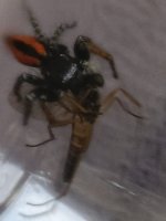 Philaeus chrysops (3).jpeg Philaeus chrysops (3).jpeg