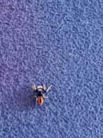 Philaeus chrysops (4).jpeg Philaeus chrysops (4).jpeg