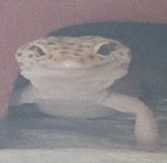 leopard (4).jpeg leopard (4).jpeg