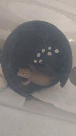leopard (5).jpeg leopard (5).jpeg