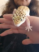 leopard (7).jpeg leopard (7).jpeg