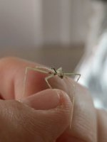 Medauroidea Extradentata (1).jpeg Medauroidea Extradentata (1).jpeg