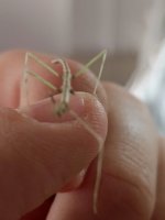 Medauroidea Extradentata (2).jpeg Medauroidea Extradentata (2).jpeg