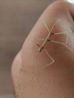 Medauroidea Extradentata (3).jpeg Medauroidea Extradentata (3).jpeg